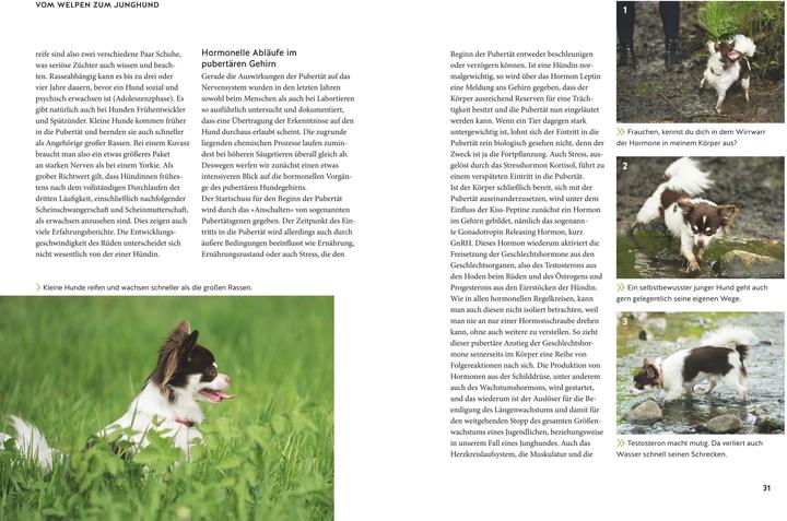 Produktbild Wenn der Welpe zum halbstarken Hund wird (Deutsch, Sophie Strodtbeck, 2018)