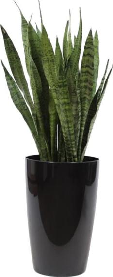 Immagine prodotto Fresca-Plant Sansevieria Zeylanica (29 cm)