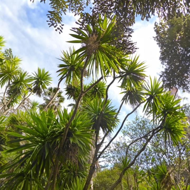 Actual product image Tropica Cordyline - Club lily ( Cordyline indivisa ) (Plant seeds)