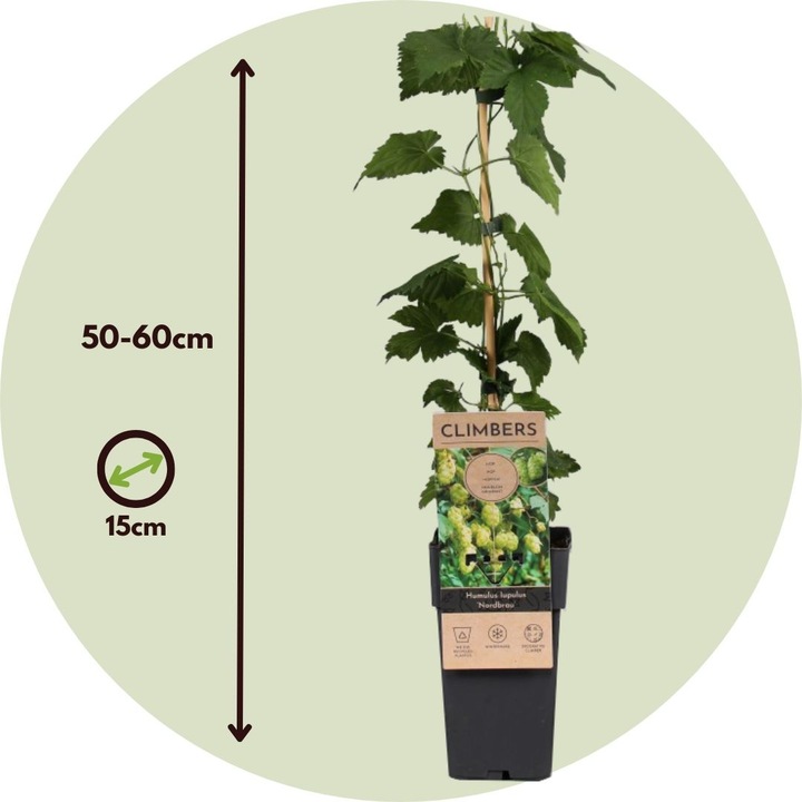 Produktbild Plant in a Box Humulus lupulus 'Nordbrau' - 4er-Set Hopfenpflanzen (50 cm)