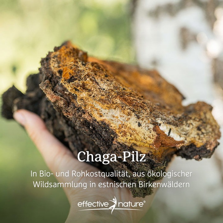 Immagine prodotto Effective Nature Polvere di funghi chaga biologici da raccolta selvatica (1 Pezzo/i, Polvere, 100 g)