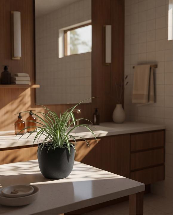 Actual product image feey Grünlilie (15 cm, Freshly repotted)