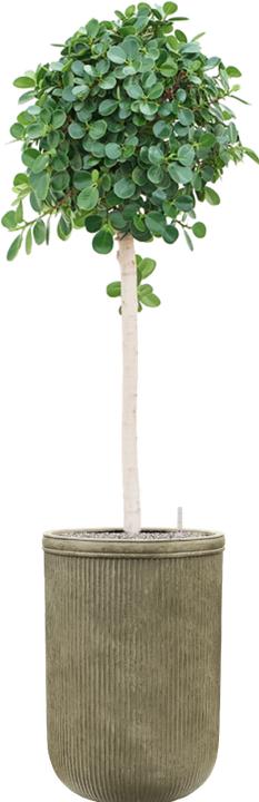 Actual product image Baq Design Vertical Rib