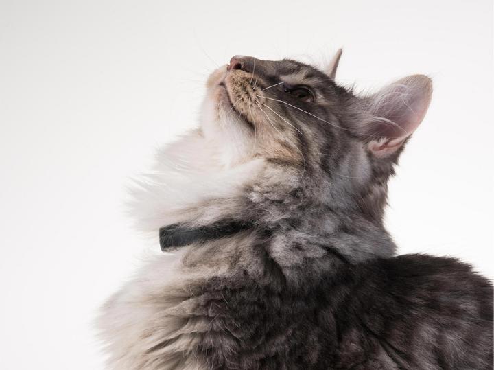 Produktbild PetTracer Katzen-GPS-Ortungsgerät (Katze, Allgemein)