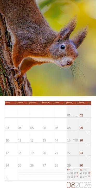Actual product image Eichhörnchen Kalender 2026 - 30x30