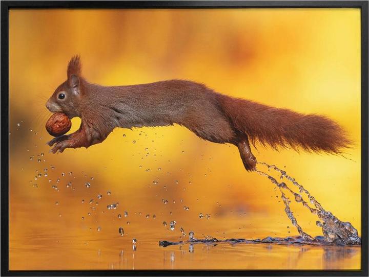 Produktbild Trenddeko van Duijn - Eichhörnchen im Sprung (60 x 50 cm)