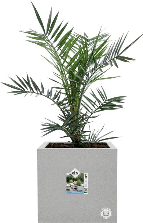 Actual product image Elho Vivo Next Square (300 cm)