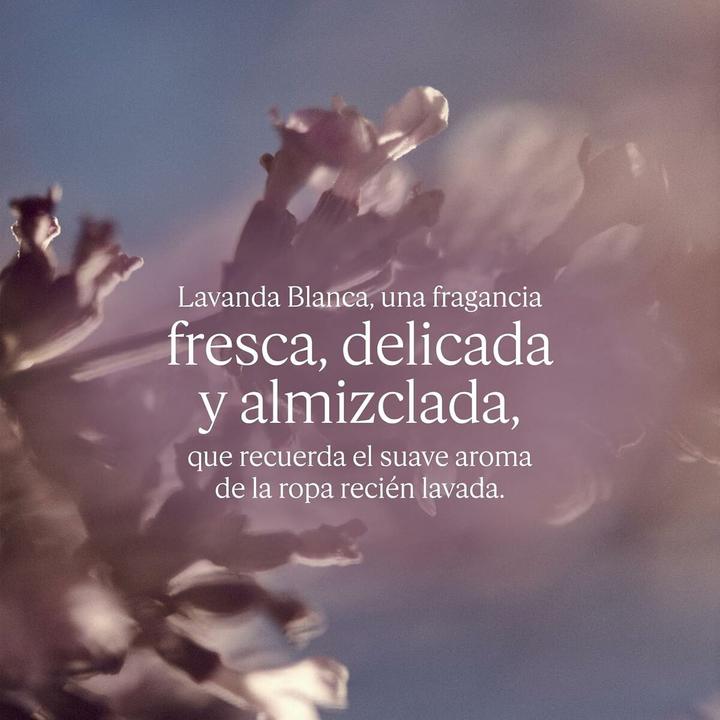 Image du produit L'Occitane LAVANDE BLANCHE Eau de Toilette (Eau de toilette, 50 ml)