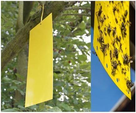 Produktbild Clean Fliegenfänger