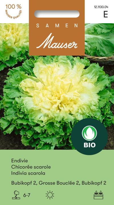 Produktbild Samen Mauser Knospe Bio Endivie Bubikopf 2 (Gemüsesamen)