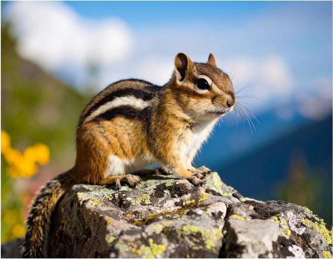 Produktbild Wandbild24.ch Wandbild Chipmunk (60 x 45 cm)