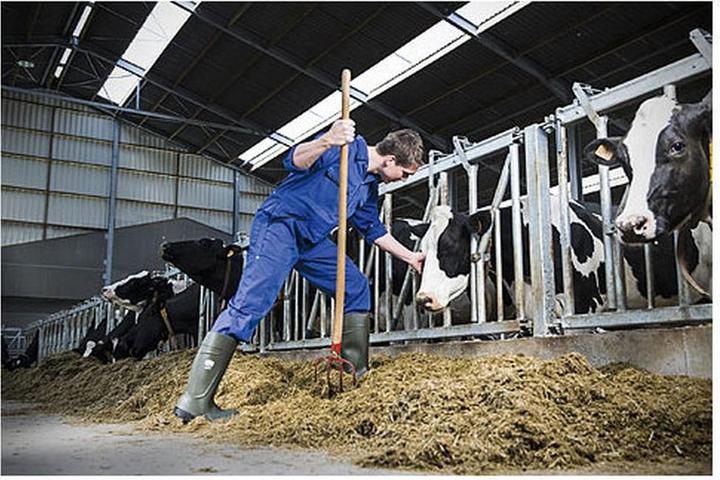 Image du produit Magni Agrilite taille 44 - Bottes de sécurité en polyuréthane -nouveau- (44)