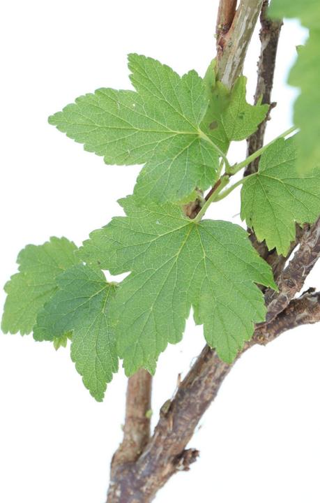 Produktbild Plant in a Box Ribes nigrum Titania - 2er Set Schwarze Johannisbeere (90 cm)