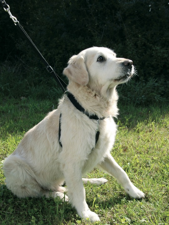 Produktbild Kerbl Hundegeschirr Maxi Leader