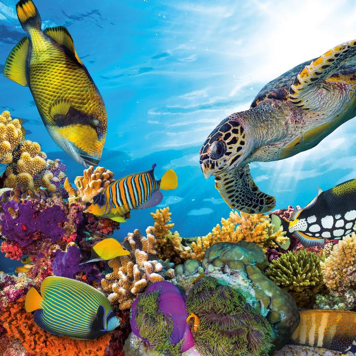 Produktbild Meerestiere 2026 (30 x 30 cm, Harter Einband, Deutsch, Spanisch, Französisch, Tschechisch, Polnisch, Niederländisch, Italienisch, Englisch)