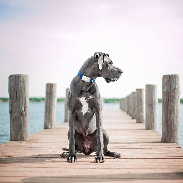 Produktbild Tractive GPS Tracker (XL, Hund)