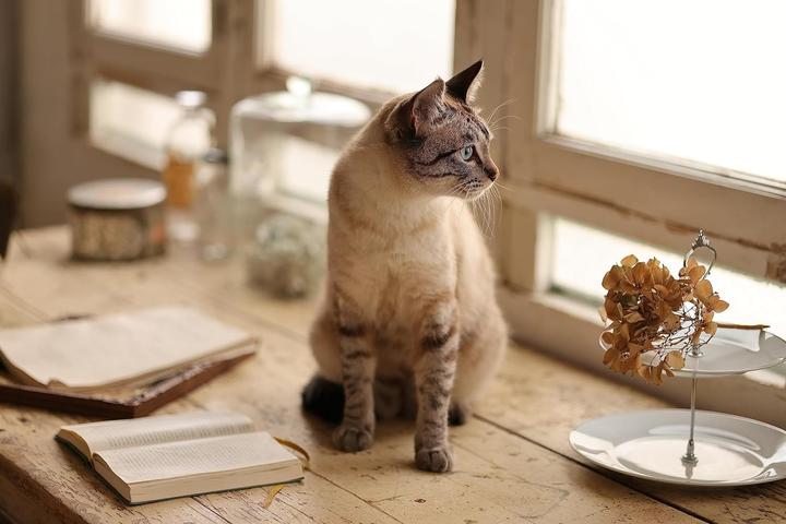 Produktbild Canon RF 85mm f/2.0 Makro IS STM (Canon RF, Vollformat)