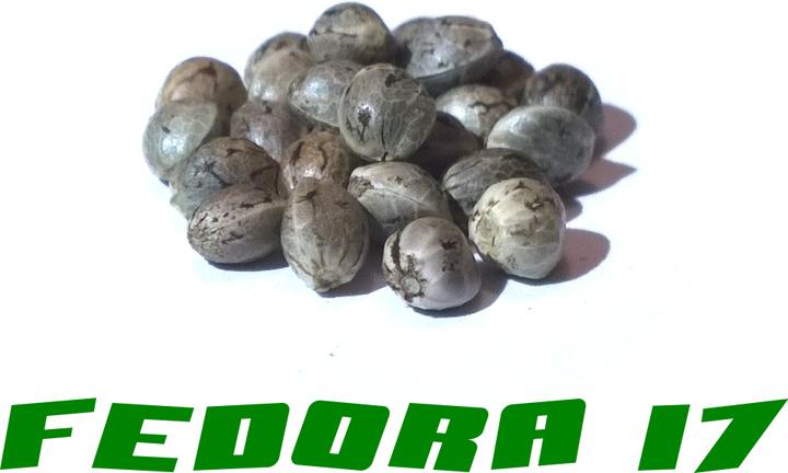 Produktbild Hanfsamen Fedora 17 (Pflanzensamen)