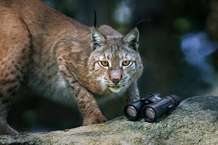 Actual product image Steiner Binoculars Wildlife 8x42 (8 x, 42 mm)