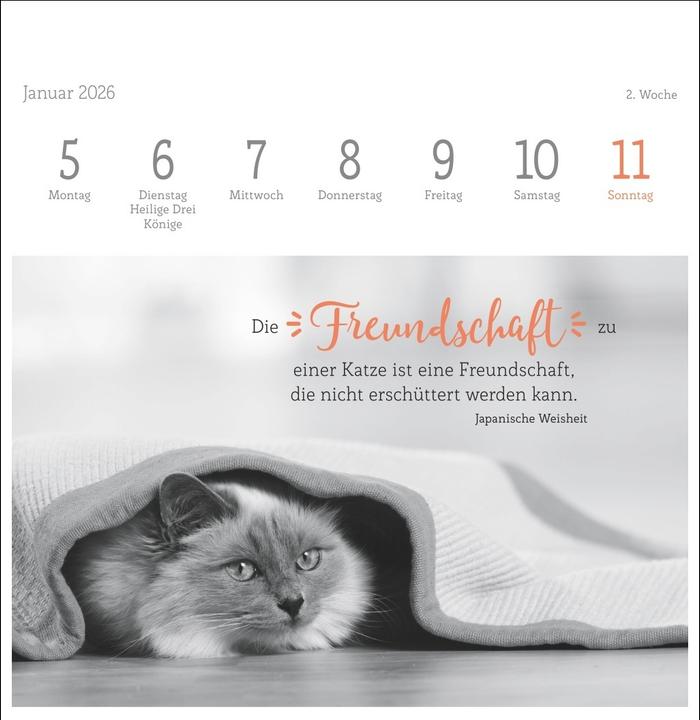 Produktbild Katzen Weisheiten Premium-Postkartenkalender 2026 (16,5 x 17,7 cm)