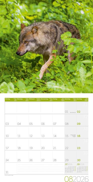 Produktbild Wölfe Kalender 2026 - 30x30
