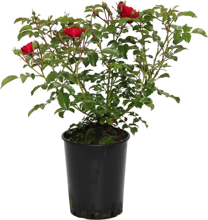 Produktbild Zulauf Bodendeckerrose / Rosa (BD) 'Heidefeuer'® (30 cm)