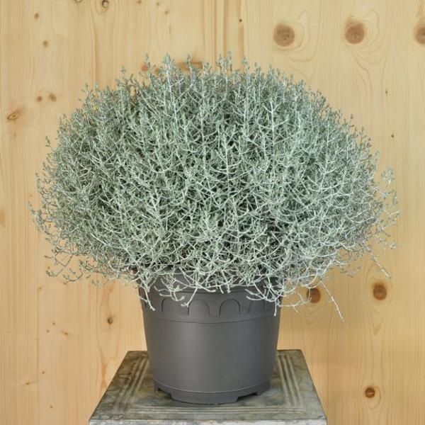 Actual product image Säntispracht Calocephalus Brownii (60 cm)