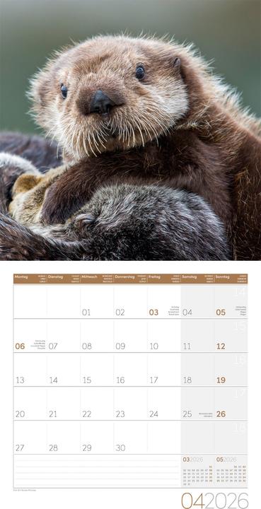 Image du produit Otter Kalender 2026 - 30x30 (30 x 30 cm, Couverture rigide, Allemand, Français, Italien, Anglais)