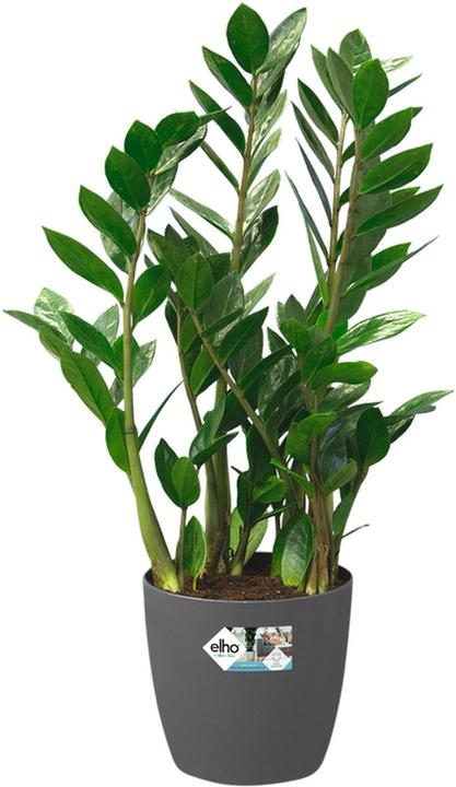 Produktbild Elho Brussels (35 x 32 cm)