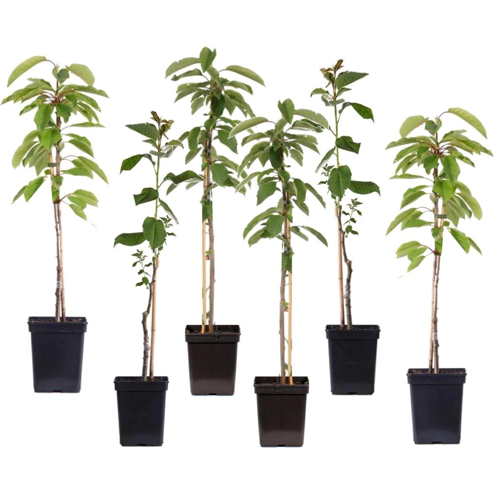 Plant in a Box, Pflanzen, Malus 'Braeburn', 'Golden Delicious', 'Malus Gala' - 6er Mischung Obstbäume (60 cm)