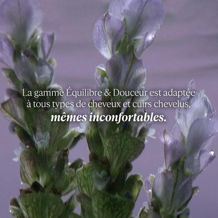 Produktbild L'Occitane 5 Ess. Oils Gentle & Balance Conditioner (250 ml)