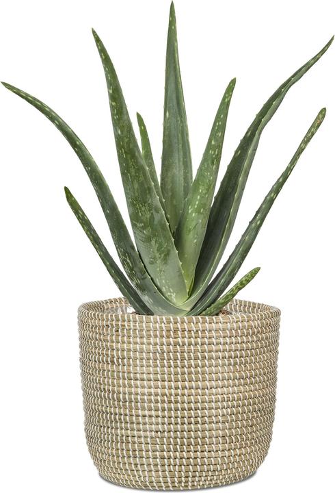 Produktbild Scheurich Seagrass 32, Korbgefäss/Korb-Pflanzgefäss/Korbtopf aus Seagrass Farbe: White, 32 cm Durchme (32 cm)