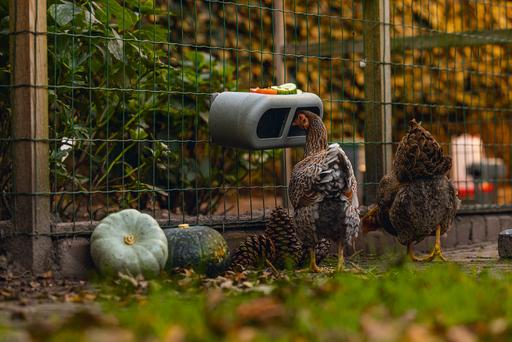 Actual product image Beeztees Chicken Feeder, Grey