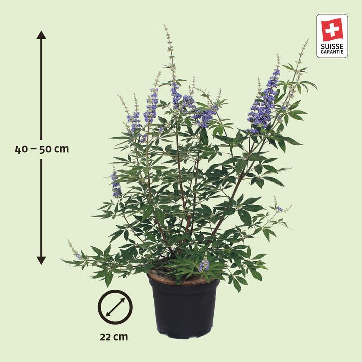 Image du produit Zulauf Mönchspfeffer / Vitex agnus-castus (40 cm)