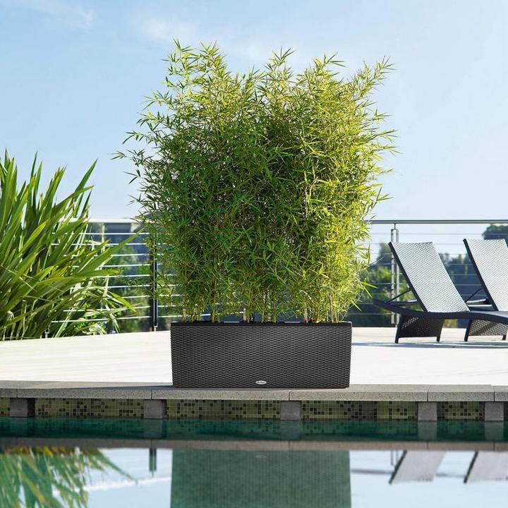 Actual product image Lechuza Trio Cottage (32 cm)