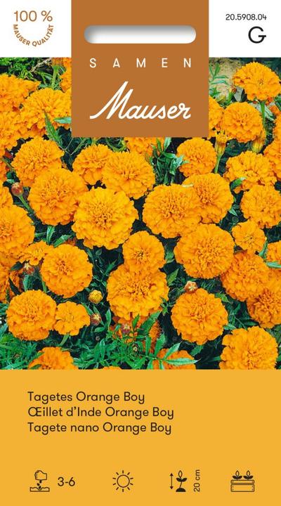 Samen Mauser Tagets Orange Boy (Pflanzensamen)