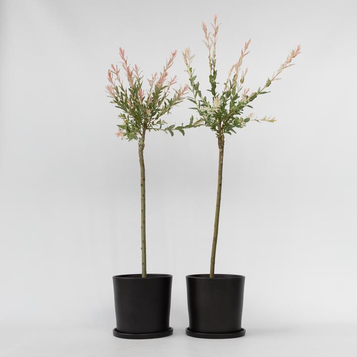 Immagine prodotto Plant in a Box Salix integra 'Flamingo' - Set di 2 Loosestrife (100 cm)