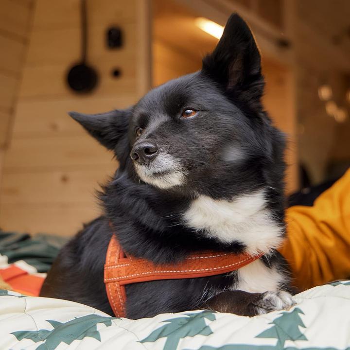 Actual product image Hurtta Casual harness ECO, 50-60 cm, ruby (Dog)