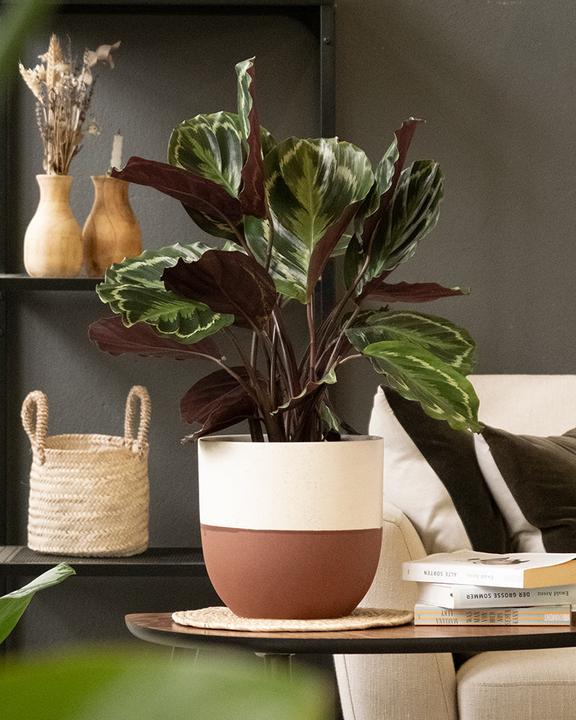 Image du produit feey Calathea Roseopicta (50 cm, Fraîchement rempotés, Respectueux des animaux)