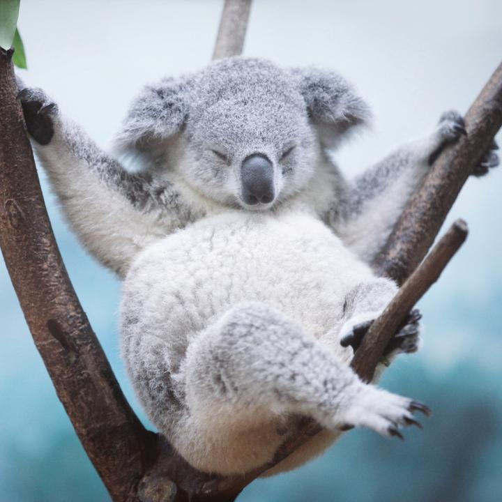 Produktbild Koalas 2026 (30 x 30 cm)