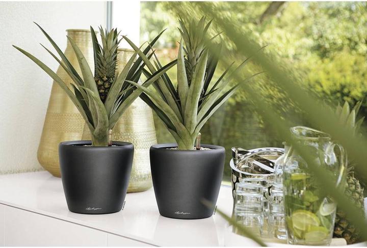 Image du produit Lechuza Classico (22 x 20 cm)