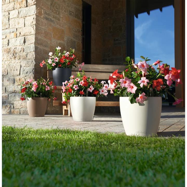 Actual product image Lechuza Classico Color