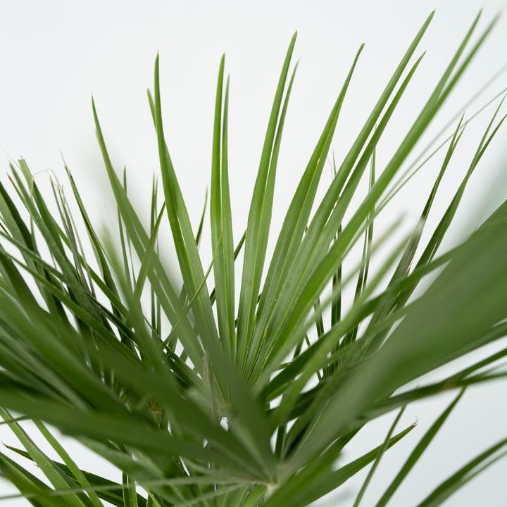 Actual product image Plant in a Box Chamaerops Humilis - set of 2 dwarf palms (50 cm)