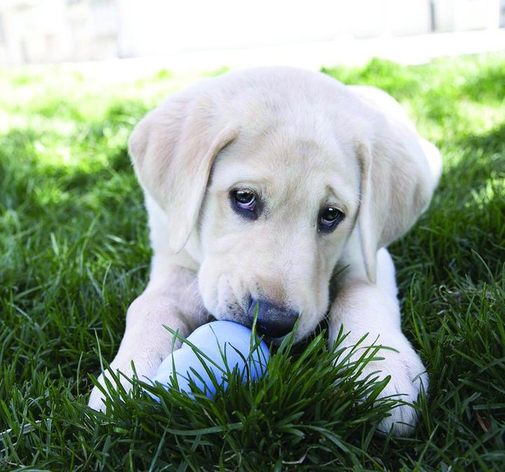 Immagine prodotto EBI Giocattolo per cani Kurt (Gioco da masticare per cani)