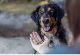 Immagine prodotto Trixie Cuori di insetti con vermi da pasto (1 pz., 80 g)