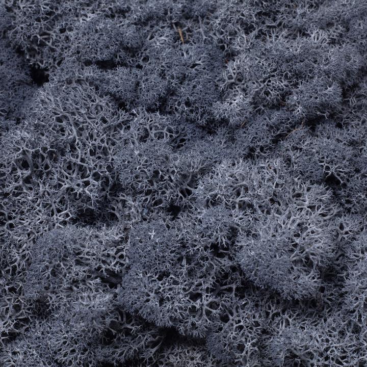 Actual product image Flowerbox Iceland moss