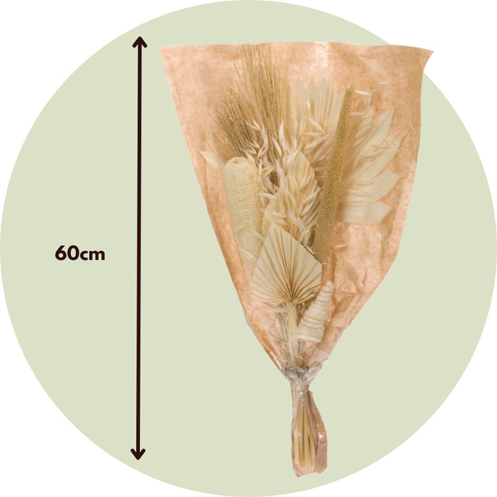 Produktbild Plant in a Box Luffa, Palm Spear, Broom grass, Palm Sun, Oat grass, Cane Cone, Babla - (60 cm)