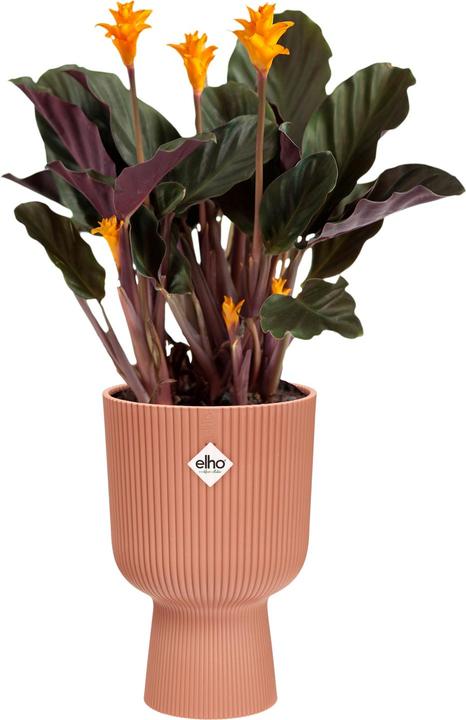Produktbild Elho Vibes Fold Coupe (14 x 21 cm)