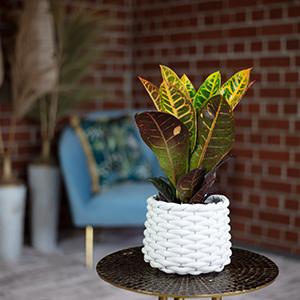 Produktbild Flowerbox Wunderstrauch "Petra" - Codiaeum Petra (20 cm)