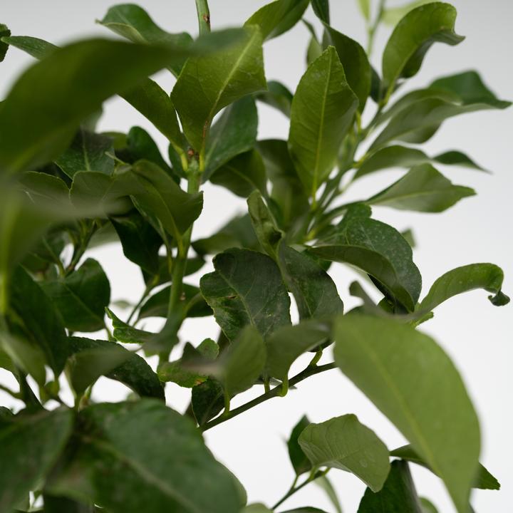 Immagine prodotto Plant in a Box Citrus limon - (100 cm)